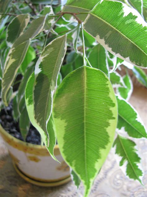 ficus benjamina moisture meter|ficus benjamina plant care.